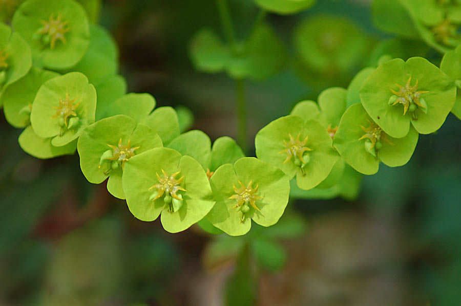 Euphorbia amygdaloides ?